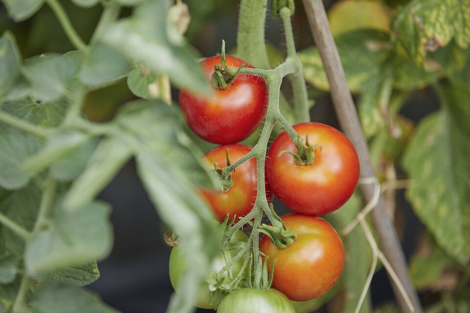 Vorsicht: Ab dann dürfen Tomaten WIRKLICH ins Freie