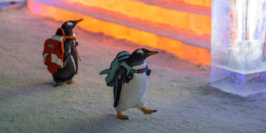 Pinguine mit Rucks&auml;cke