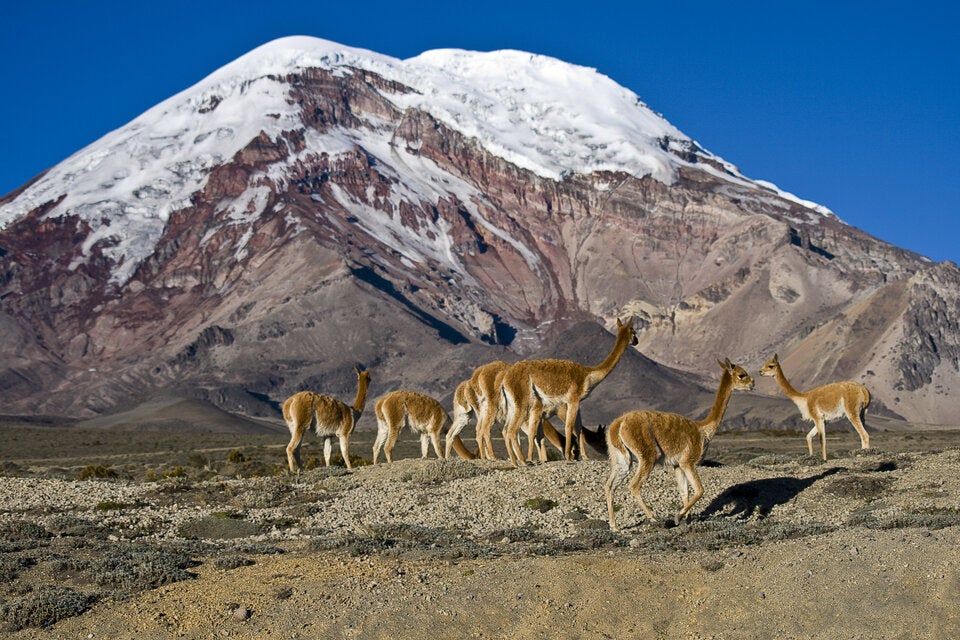 Chimborazo
