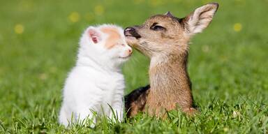 EU-Mercosur-Abkommen: Tierschutz in Gefahr