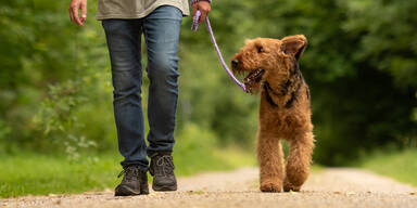 Hundehalter werden strenger überprüft.