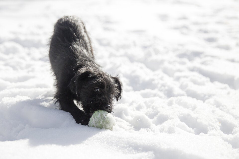 Darum sollten Sie im Winter einen Tennisball in den Garten legen