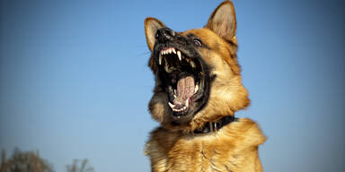 30-J&auml;hrige von Sch&auml;ferhunden attackiert