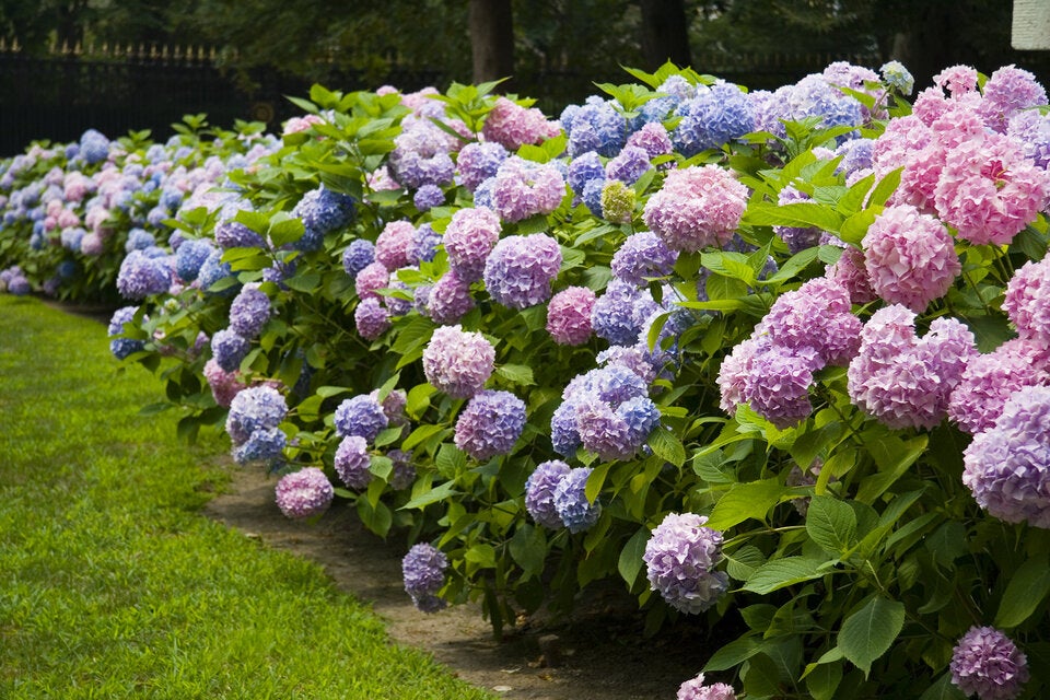DIESE Pflanzen gehören in einen schönen Garten