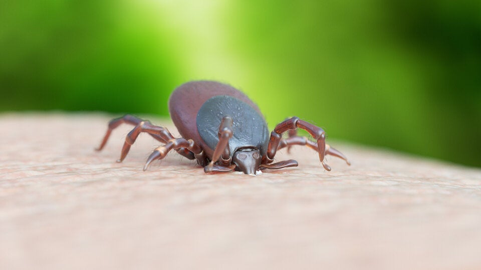 FSME wird sogar über Milchprodukte übertragen!