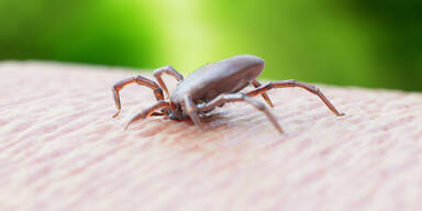 Zeckenkrankheit: Wichtigste Fakten im Überblick