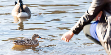 Familie Fische und Enten
