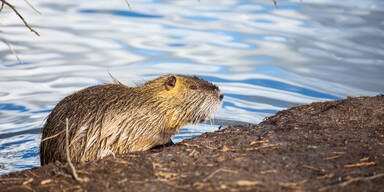 Nach Salzburg nun auch OÖ: Abschuss von Bibern steht bevor