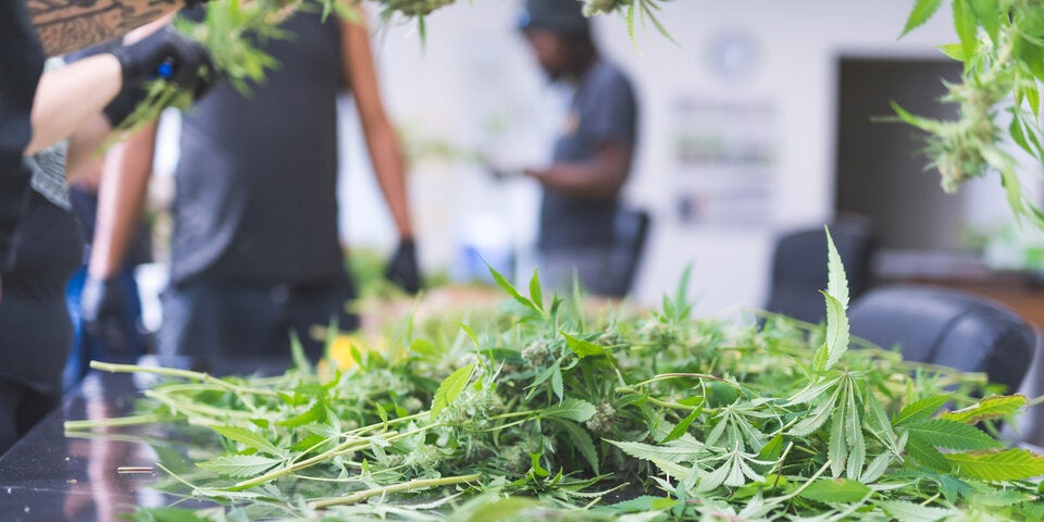 Haschisch Plantage Leiche