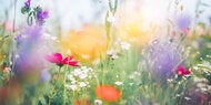 Pflegeleicht: Die 6 schönsten Blumen für den Frühlingsstart