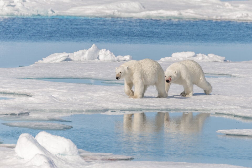 Eisbären sind am Nordpol daheim. Flauschig wirkend, aber in Wahrheit versierte Jäger.