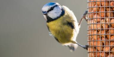 Singvogelfang gestoppt: Ein Erfolg für den Artenschutz
