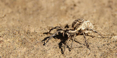 S&uuml;drussische Tarantel