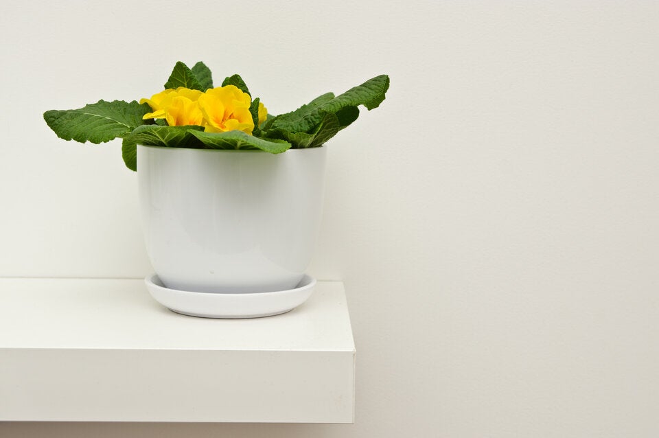 Diese Pflanzen werden als Zimmerpflanzen verkauft, sind aber KEINE