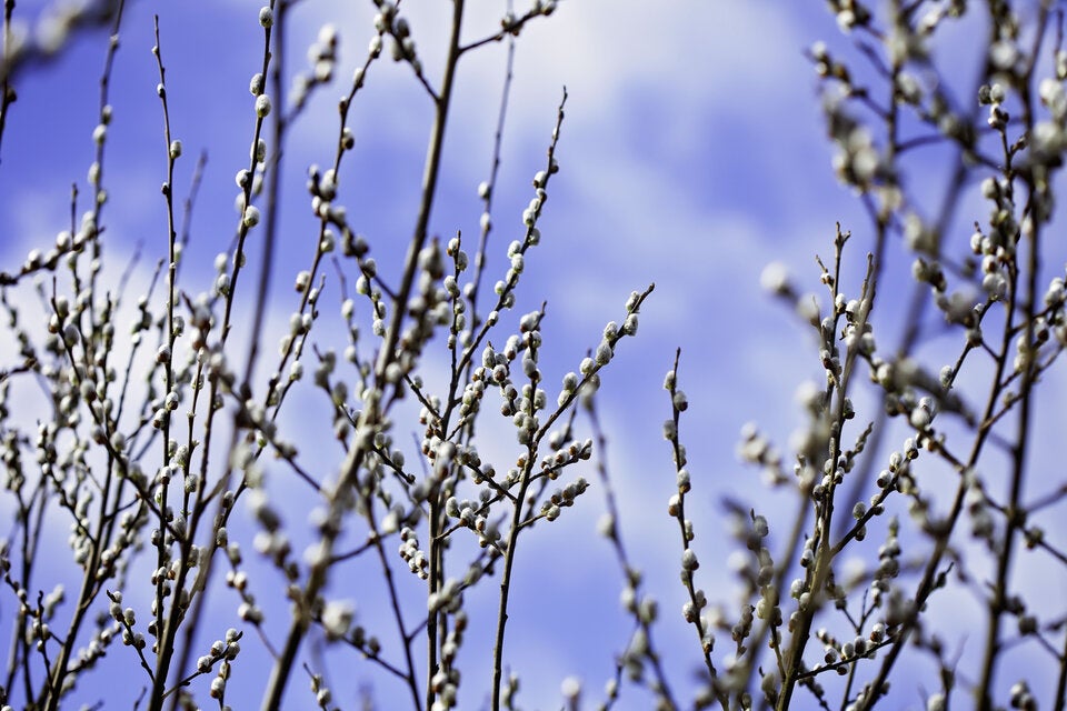Vorsicht! Den meisten ist nicht klar, warum Palmkätzchen zu Ostern keine gute Idee sind