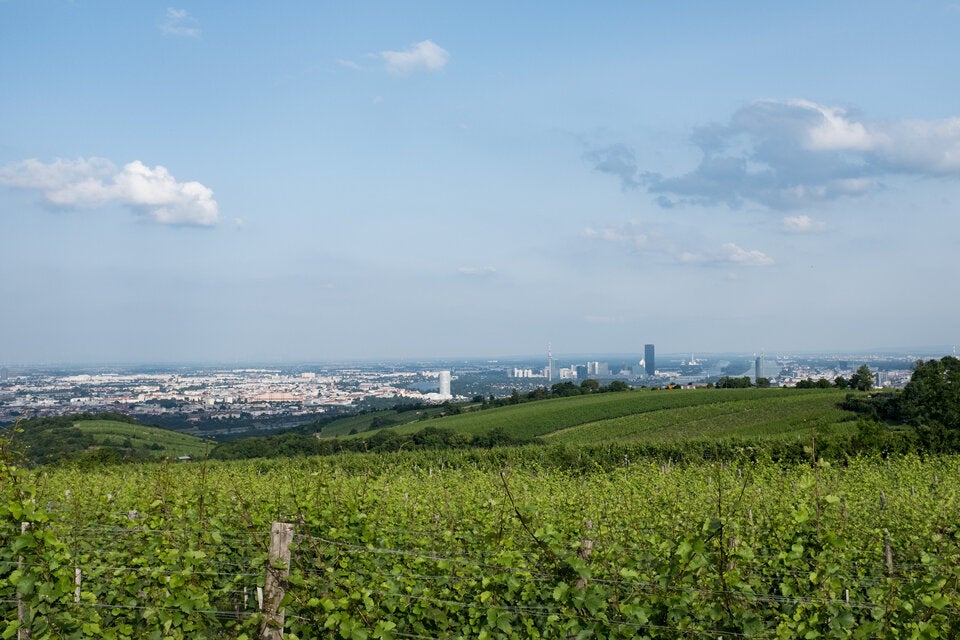 Kahlenberg Spaziergang: Die Aussicht ist die Mühe wert!