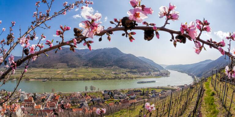 GEHEIM-TIPPS: Das sind die 5 schönsten Orte für einen Frühlings-Trip in Österreich