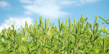 Ragweed