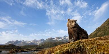 Nachbarland will abgeschossene Problemb&auml;ren essen