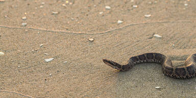 Giftiges Schlangen-Drama in Italien: 12-Jähriger am Strand gebissen