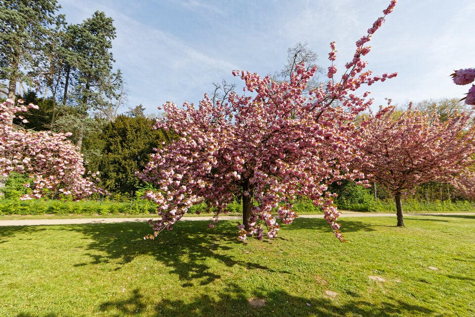Kirschenblüten in Europa: 7 traumhafte Orte, die Sie unbedingt sehen müssen