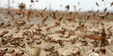 Heuschrecken