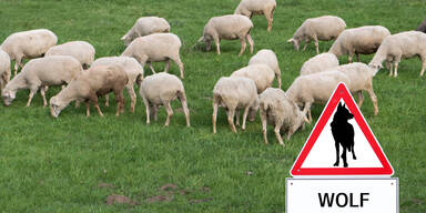 Ein Wolf soll f&uuml;nf Schafe gerissen haben.