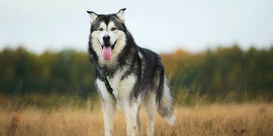 Alaskan Malamute