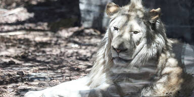 Wei&szlig;er L&ouml;we