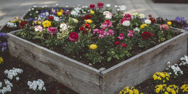 Mai-Blüher: Diese Stauden bringen jetzt Farbe in den Garten
