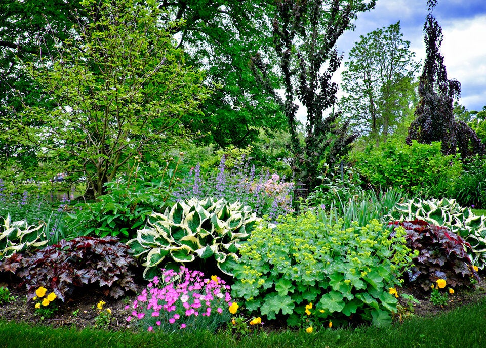 DIESE Pflanzen gehören in einen schönen Garten