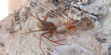 Spinnen-Alarm: T&ouml;dliche Art in Mitteleuropa entdeckt - krabbelnd im Keller!