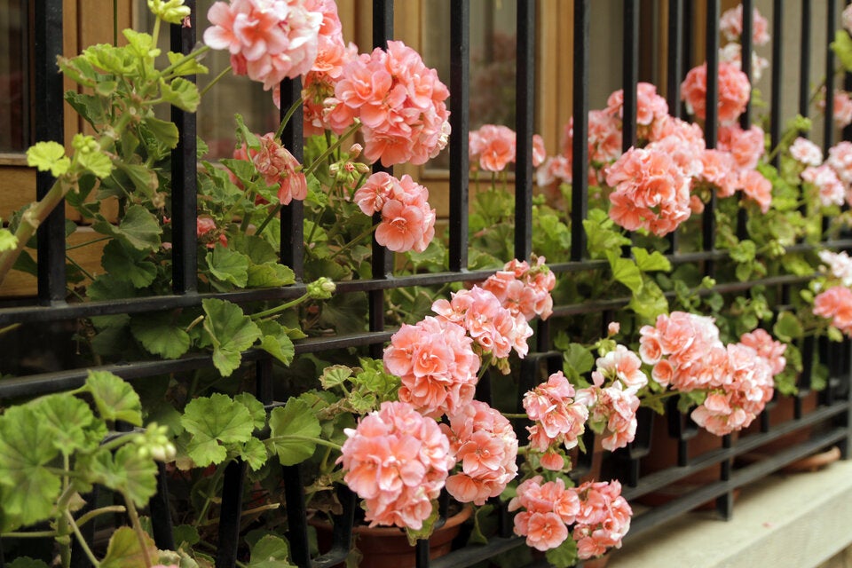 Achtung: Diese Pflanzen haben auf Ihrem Balkon nichts verloren