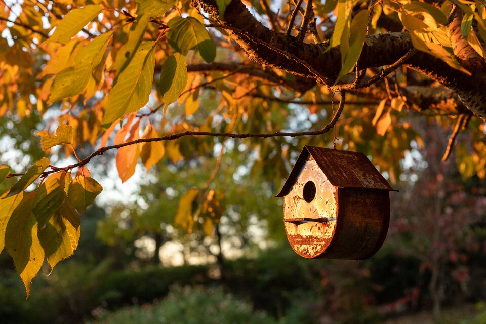 Meisen laben sich gerne an Futtersäulen, die mit Erdnussbruch befüllt wurden. Aber auch Sonnenblumenkerne und Fettfutter spenden den hübschen Gartenvögeln im Winter Energie.