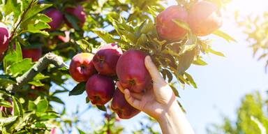 Mit der Kipp-Probe: So erkennen Sie reife Äpfel in Ihrem Garten