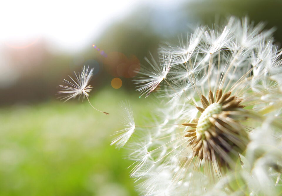 Die besten Tipps: So kommen Sie fit durch die Pollensaison