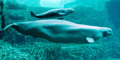 Zwei Belugawale aus Ukraine nach Spanien gebracht