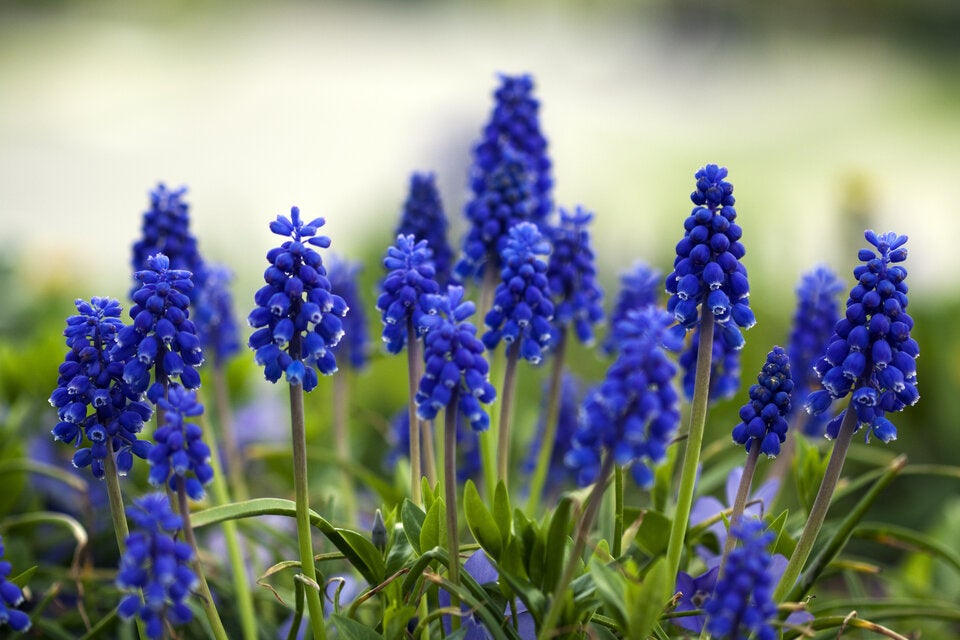 Frühblüher: So kommt jetzt Farbe in den Garten