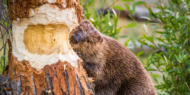Biberverordnung: Bis zu 158 Entnahmen erlaubt