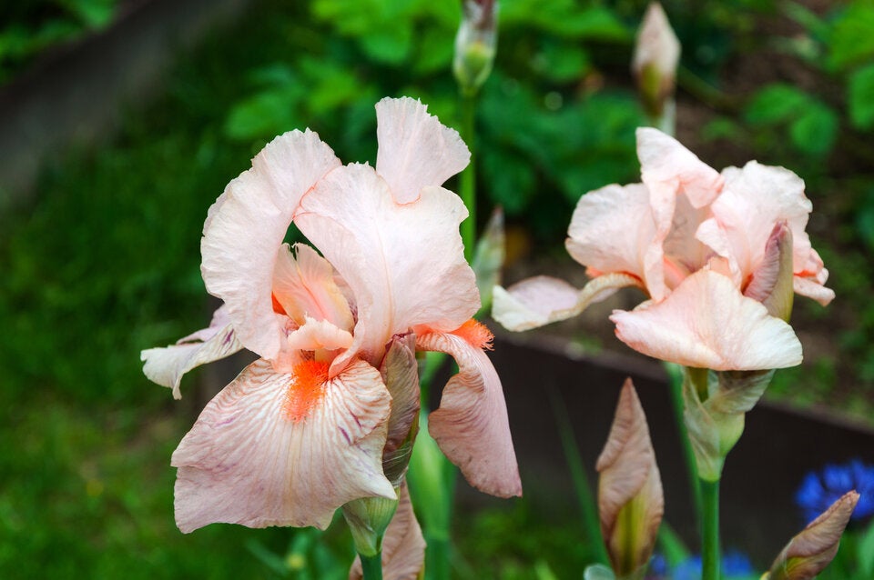 Peach Fuzz: 10 Blüten, die die Trendfarbe des Jahres in die Beete bringen