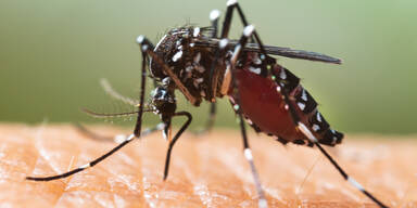 Steigende Krankheitsgefahr! Ausbreitung der gef&auml;hrlichen Tigerm&uuml;cke in &Ouml;sterreich