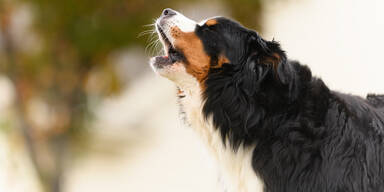 Hund bellt