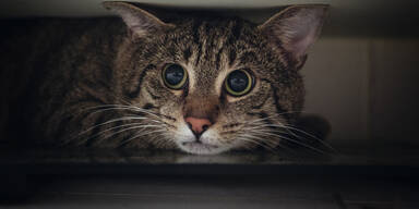 Katze