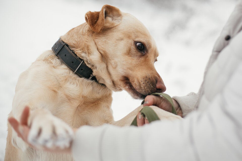70 bis 98 Prozent Trefferquote: Trainierte Hunde können Parkinson erschnüffeln