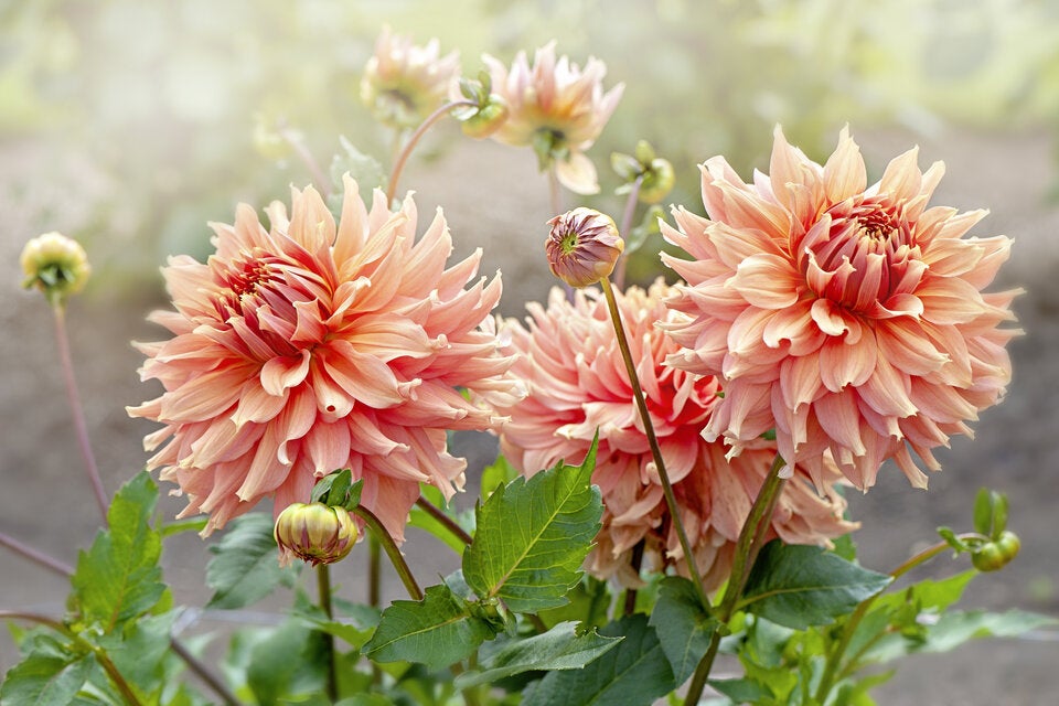 Peach Fuzz: 10 Blüten, die die Trendfarbe des Jahres in die Beete bringen