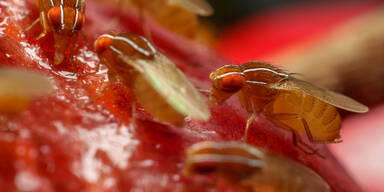 Fruchtfliege