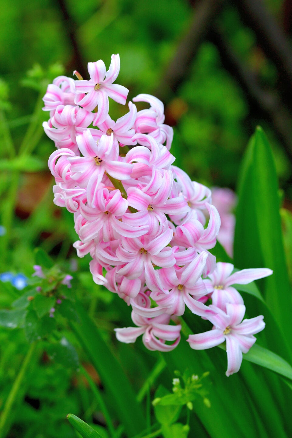 Pflegeleichte Frühlingsblüher: Diese 6 Blumen dürfen jetzt auf keinen Fall fehlen