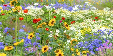 Im Juli: Die besten Sommerblumen für Ihren Garten