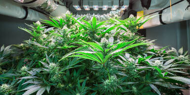 Cannabis indoor