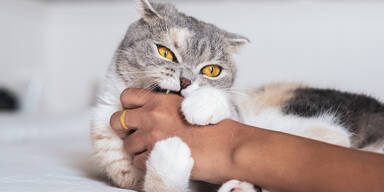 Katze beisst in Hand